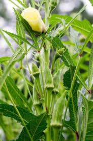 The most common companion plants that support cherry trees include marigolds, dandelions, lavender, and rosemary. Companion Planting For Okra Hgtv