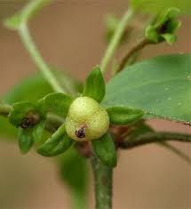 Image result for Croton longipedicellatus