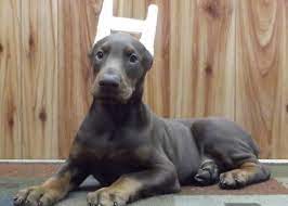 Pin By Luv2run99 On Doberman Doberman Kennel Dogs