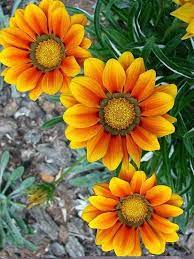 An assortment of unique, clear color flowers, plus those with traditional rings, make a compelling retail offer. Gazania Beautiful Flowers Pretty Flowers Flowers Nature