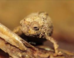 In natura un camaleonte si ciberà di una miriade di insetti o piccoli animali, in cattività. Scoperta Una Minuscola Specie Di Camaleonte Si Chiama Brookesia Nana Ed E Il Rettile Piu Piccolo Al Mondo