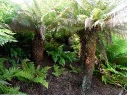 Téléchargez de superbes images gratuites sur fougère arborescente. Qu Est Ce Qu Une Fougere Arborescente Differents Types D Arbres De Fougere Et Plantation De Fougeres Arborescentes Fr Haenselblatt Com