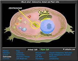 Interactive Cell Models