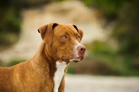 The average pocket bully has a glossy, short american pitbulls only display unchecked aggression when not professionally trained and socialized. 5 Types Of Pit Bull Dog Breeds