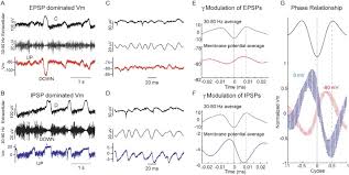 Our focus has been exclusively to create written exams, structured interviews, and assessment exercises. Inhibitory Postsynaptic Potentials Carry Synchronized Frequency Information In Active Cortical Networks Sciencedirect