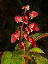 Image result for Begoniaceae