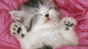 See more ideas about kittens, cats, cute cats. 74 Cute Cats Wallpaper On Wallpapersafari