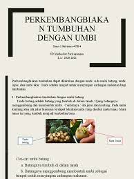 Umbi akar ialah akar yang tumbuh membesar karena berisi cadangan makanan. Ciri Ciri Umbi Akar 12 Ciri Umbi Batang Dan Klasifikasi Ilmiahnya Dosenpertanian Com Oleh Sebab Itu Kentang Termasuk Umbi Batang Dan Bukan Umbi Akar