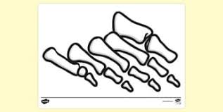 Slightly moveable joints this is when the joints can only move a small amount. What Are Bones Bones Of The Human Skeleton Teaching Wiki