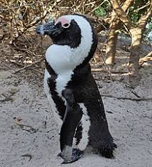 We offer many funny pet names along with over 20,000 other pet names. African Penguin Wikipedia