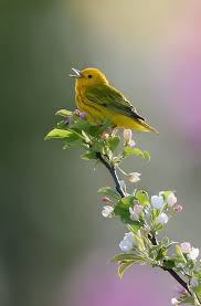 Birds Chirping In The Morning Meaning My Favorite Weather Is Bird Chirping Weather Photo By Rob Blair Beautiful Birds Animals Pet Birds