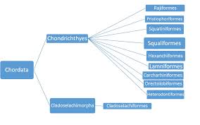Sphyrna Lewini Classification