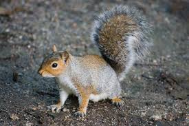 How does a cucumber become a pickle? Is That A Mouse A Rat Or A Squirrel Rodent Identification Guide Chimney And Wildlife