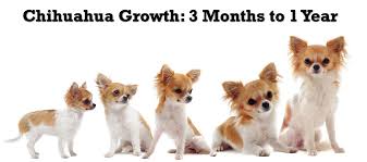 Chihuahua Puppy Growth Chart Puppy Growth Chart Long