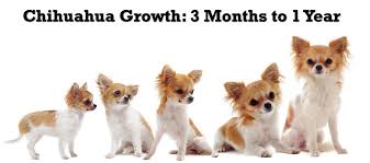 chihuahua puppy growth chart puppy growth chart long