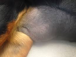 Why are both sides of my neck swollen? answered by dr. Diary Of A Real Life Veterinarian Seroma The Pocket Of Fluid To Keep Quiet