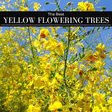 Southern california gardeners are fortunate in having a wide variety of trees available to them. 5 Best Yellow Flowering Trees