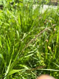 Image result for Panicum calvum