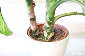 Dieffenbachia Dumb Cane Leopard Lily Plant How To Care And Propagate Plant Modern Design I 2020