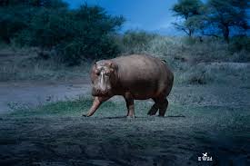 Image result for Felicia abyssinica