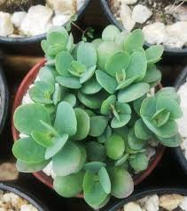 Image result for Kalanchoe rotundifolia