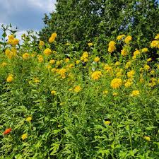 Image result for Rudbeckia laciniata
