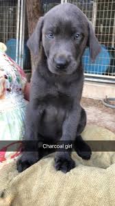 All our puppies are doing very well, they are healthy, very active and willing to play all the time. Akc Lab Puppies 700 8 Weeks Duck Bandit Labradors Facebook