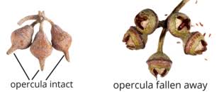 Image result for Kirkiaceae