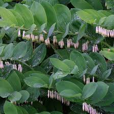 Only a foot or so tall, spreads moderately but not too aggressively. Polygonatum Finegardening