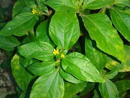 Image result for Synedrella nodiflora