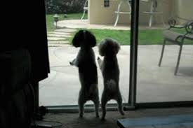 Toy Poodles Doing The Yippee Dance Gif Poodle Dogs And Puppies Doggy