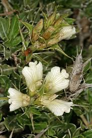 Image result for Blepharis