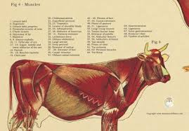 Vintage Anatomical Chart Of The Cow 24 X 36 Cow Animal Drawings Anatomy