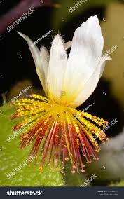 Image result for Sparrmannia