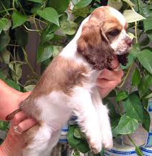 Available for adoption on feb. A Basic Introduction To The Cocker Spaniel