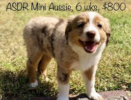 Australian shepherd shelters and rescues in oklahoma. Mini Australian Shepherd Puppies For Sale Under 200 Online Shopping