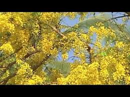 Happy Vishu Vishu 2018 Wishes Whatsapp Status Malayalam Animation Videos Download Youtube Twitter Video Social Media Video Vishu
