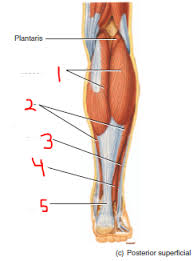 Polish your personal project or design with these leg muscle transparent leg muscle anatomical structure, labeled front, side and back view diagrams. Anatomy Exam 2 Flashcards Easy Notecards