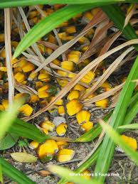Image result for Pandanus utilis