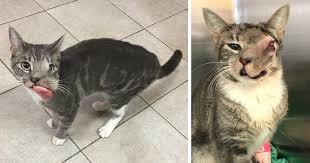 Currently scientists are still conducting studies to better understand and know how much cats live, both males and females. Cat With Giant Tumor Finally Gets Her Smile Back But Now She S Looking For Home Bored Panda