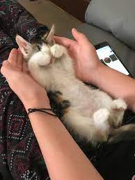 4 wet & canned kitten food. Purchase Best Kitten Food Reddit Up To 79 Off