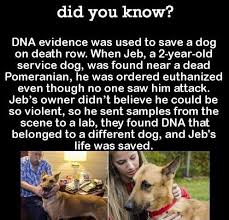 Did You Know Wtf Fun Facts Pomeranian Facts Animal Facts