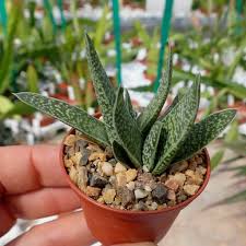 Gasterias are popular undemanding indoor succulent plants, tolerating a little shade and infrequent watering. Gasteria Maculata Uhlig Kakteen More Than 5 000 Different Species