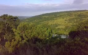 Image result for Heywoodia lucens