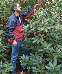 3 Ways To Prune Rhododendrons Finegardening Pruning Rhododendrons Rhododendron Pruning Plants