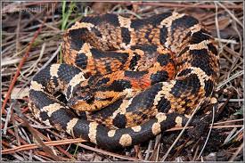 Eastern Hognose Snake Heterodon Platirhinos Hognose Snake Snake Reptile Snakes