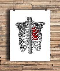 The thorax contains organs of respiration lungs and circulation heart. Rib Cage With Anatomical Heart Illustration Bones Human Anatomy Home College Dorm Room Indie Hipster Tattoo Art Heart Illustration Anatomical Heart Art