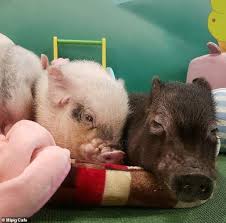 Guinea pigs make great pets, whether you're looking for a first pet for your children or you want a pet for yourself. Q7dxgbbrokkfwm