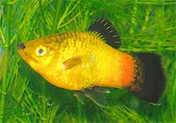 Platy Fish Southern Platy Xiphophorus Maculatus Variatus