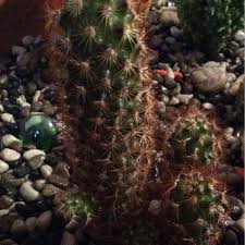 We did not find results for: Mammillaria Elongata Copper King Lady Finger Cactus Copper King In Gardentags Plant Encyclopedia